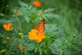 Natural Flora Butterfly