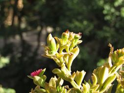Summer Flower Sunny Green