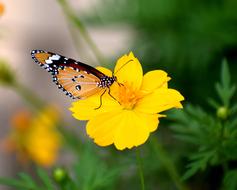 a beautiful butterfly on a yellow flower.