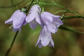 bellflower on a stem