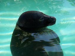 cute seal bathing in the water
