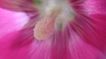 rosebud with pistil