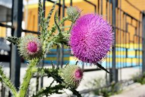 Burdock Blooming Flower