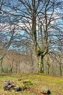 Beech Tree Hayedo