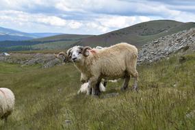 Ram Horns Pasture