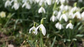 Snowdrop Spring White