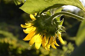 Sunflower Flower Yellow
