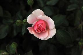 Flower Rose Pink