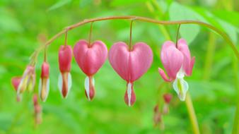 Bleeding Heart Pink Blossoms in nature
