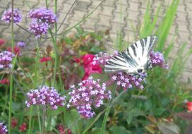 Butterfly Garden Visitor