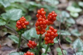 ripe berries on a branch