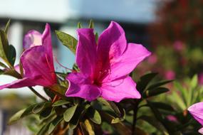 rosebud on a leaf