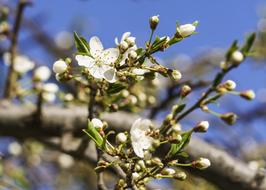 Flowers Cherry Spring