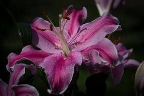 Tiger Lily Flower Nature