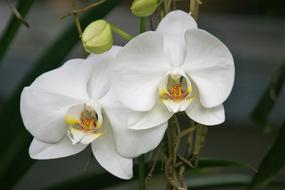 Orchid White Flowers