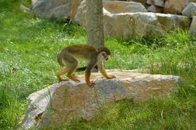 Monkey Wild Hair