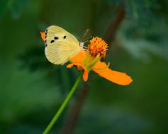 butterfly with flowers landscape