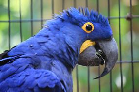 Macaw Hyacinth Anodorhynchus