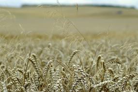 Corn Field Ears Harvest