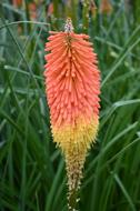 colored flower in the grass