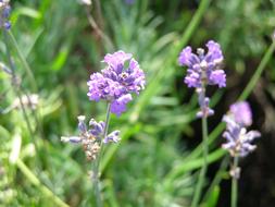 Lavender Plant Flower