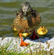 Mallard Mother Ducks Animal