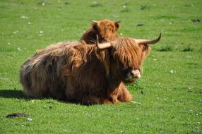 Highland Cattle Beef