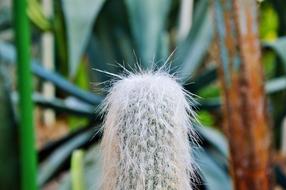 Cactus Spur Green