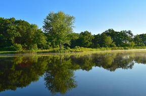 Lake Forest Tree