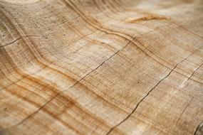 Close-up of the brown and beige tree texture with lines