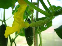 green little cucumber