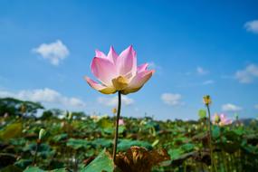 Lotus Landscape Flower