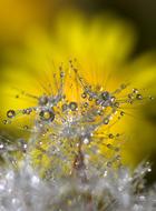 Dandelion Macro Drops