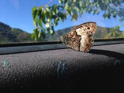 Butterfly Auto Outlook