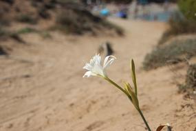 Flower on Sand Beach
