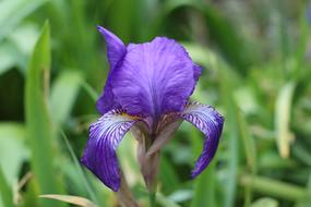 Iris Blue Flower Spring