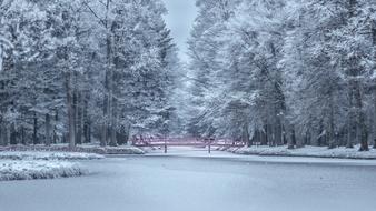 winter park forest
