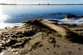 Beach Flotsam Nice Weather