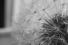 Dandelion Flower Plant
