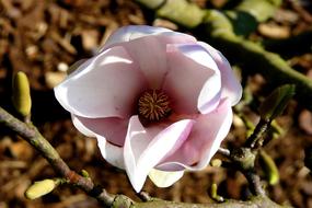 Magnolia Tulip Tree Blossom