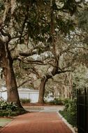 Trees Plants Nature