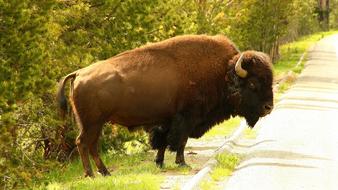 Yellowstone Usa Wyoming