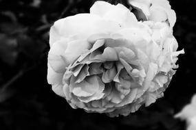 black and white photo of Rose Flora Flower