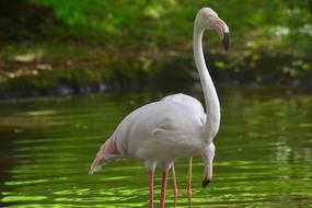 Bird Nature River