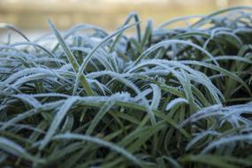 Frosty Plants in garden