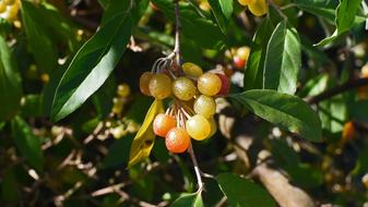 Ripening Autumn Olive Berries