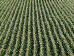 corn long fields