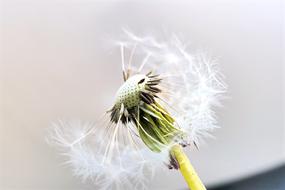 close up of a fluffy dandelion