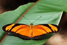 Julia Butterfly Dryas