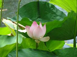 lily plants are beautiful